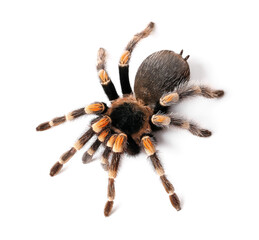Scary tarantula spider on white background