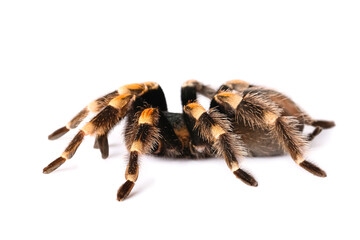 Scary tarantula spider on white background