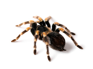 Scary tarantula spider on white background