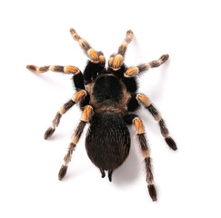 Scary tarantula spider on white background