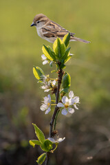 Close up of house sparrow, Passer domesticus, on blooming plum tree in the early morning in springtime