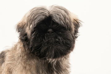 Naklejka na ściany i meble Portrait of a brown and black Shih tzu puppy on white background