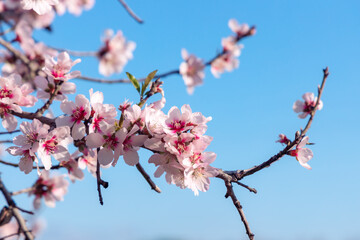 Blossoming of pink and purple spring almond tree flowers on blue sky background, nature concept.