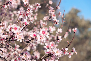 Blossoming of pink and purple spring almond tree flowers on blue sky background, nature concept.