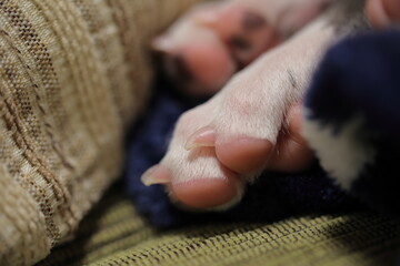 子犬の足の爪