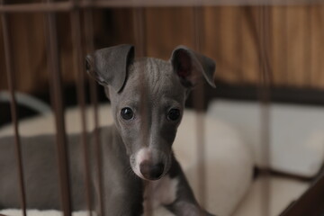 ケージの中にいるイタリアングレーハウンドの子犬