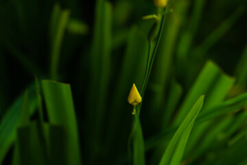 flower in grass wallpaper