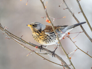 Fieldfare sitting on the bush and feeding on wild red apples in winter or early spring time.