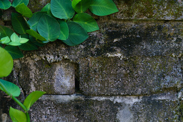 stone wall with leaves