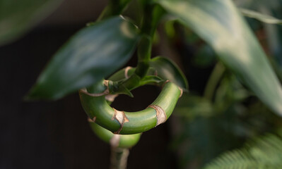Lucky bamboo. Closeup view of the leaves and segmented curly green stem of a Dracaena sanderiana,...