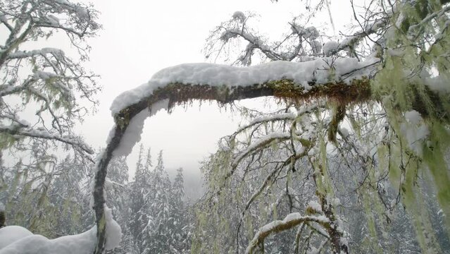 Drone Rising Through Tight Tree Branches with Grandpa&rsquo;s Beard Moss in Winter
