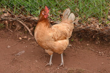 brown hen in a farm