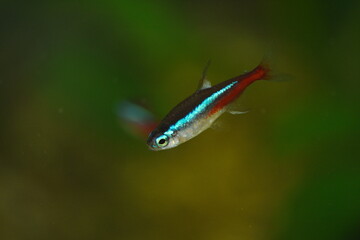 close up of aquarium tank full of fish