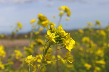 Fototapeta premium 菜の花