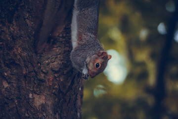 English grey squirrel in the park
