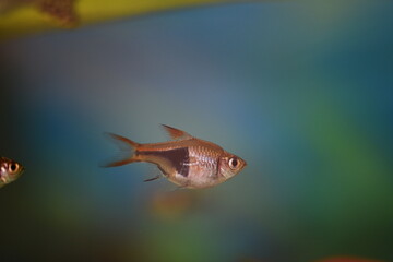 close up of aquarium tank full of fish