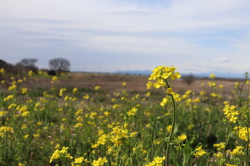 菜の花