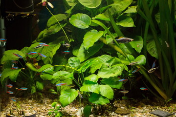 close up of aquarium tank full of fish