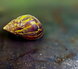 snail on a green leaf