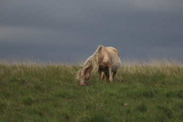Wild Welsh Mountain Pony, Brecon Beacon National Park, Wales