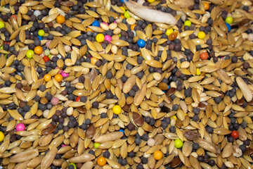 Semillas  de alpiste