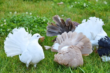 white Wedding doves in  grass