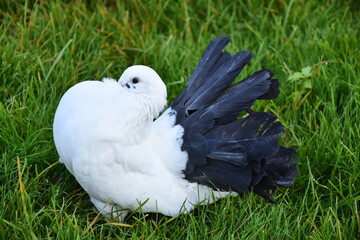white Wedding doves in  grass