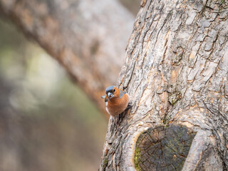 Common chaffinch, Fringilla coelebs, sits on a tree. Common chaffinch in wildlife.