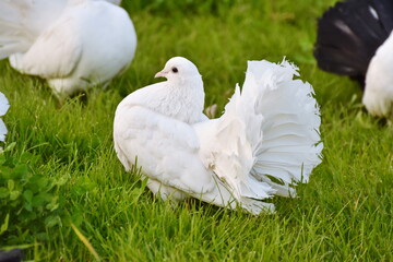 white Wedding doves in  grass