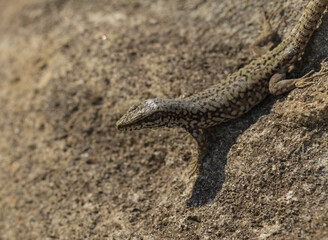 The sand lizard (Lacerta agilis) is a lacertid lizard. The habitat of the reptile is in a rocky area.  An old lizard resting on a rock on a Sunny day. The wise reptile, enjoy the passing life.