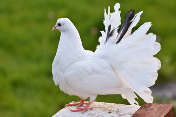 white Wedding doves in  grass