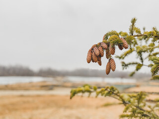 the spring