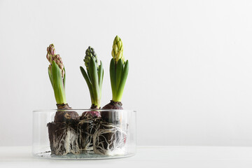 Glass pot with beautiful hyacinth plants on light background