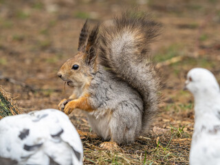 Squirrel in autumn or spring with nut on the green grass with fallen yellow leaves