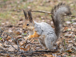 Naklejka na ściany i meble Squirrel in autumn or spring with nut on the green grass with fallen yellow leaves