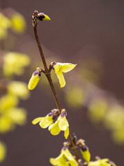 Naklejka na ściany i meble Forsythia. Blooming forsythia bush. Yellow flower on a branch of forsythia.