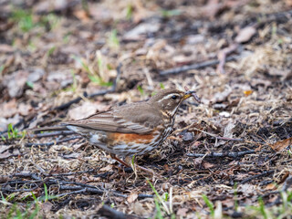 Fototapeta premium Redwing, Turdus iliacus, with worm in beak. Wood bird Redwing on a sprng lawn.