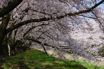 桜並木