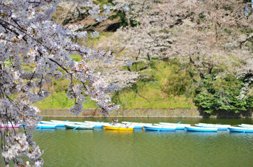 千鳥ヶ淵の満開の桜とボート
