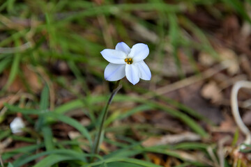 花弁に薄らと青色がかかった白いハナニラ