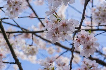 White flowers with pink centers and brown branches all over the place in the background.
