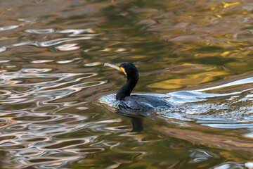 A commorant is swimming in the pond.