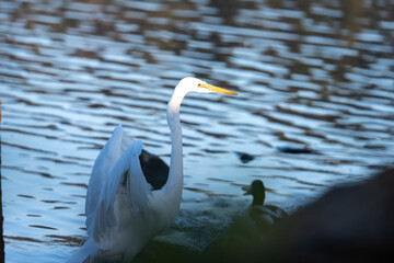 Naklejka premium A white heron is landing on the pond and side of the domestic duck.
