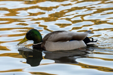 Domestic Duck is swimming and drinking the water.