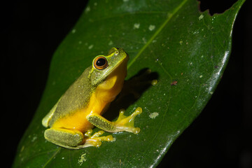 The Dainty Tree Frog (Litoria gracilis) Perched on a Leaf in Queensland, Australia.