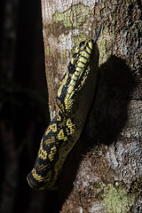 Carpet Python Climbing a Tree in the Wet Tropics World Heritage Area, Australia.