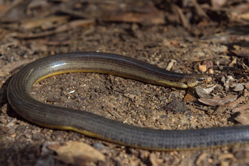 Limbless Snake-Tooth Skink (Atherton Tablelands, Queensland, Australia)