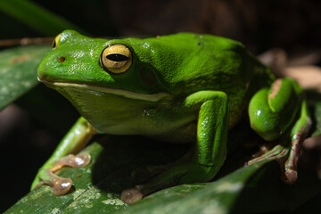 The White-lipped Tree Frog (Litoria gracilis) Perched on a Leaf in Queensland, Australia.