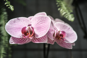 pink orchid flower