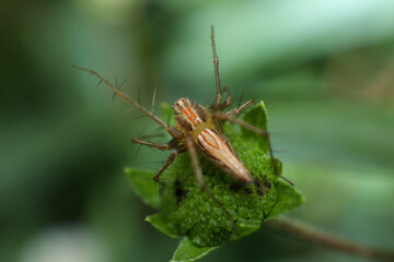 spider on leaf green